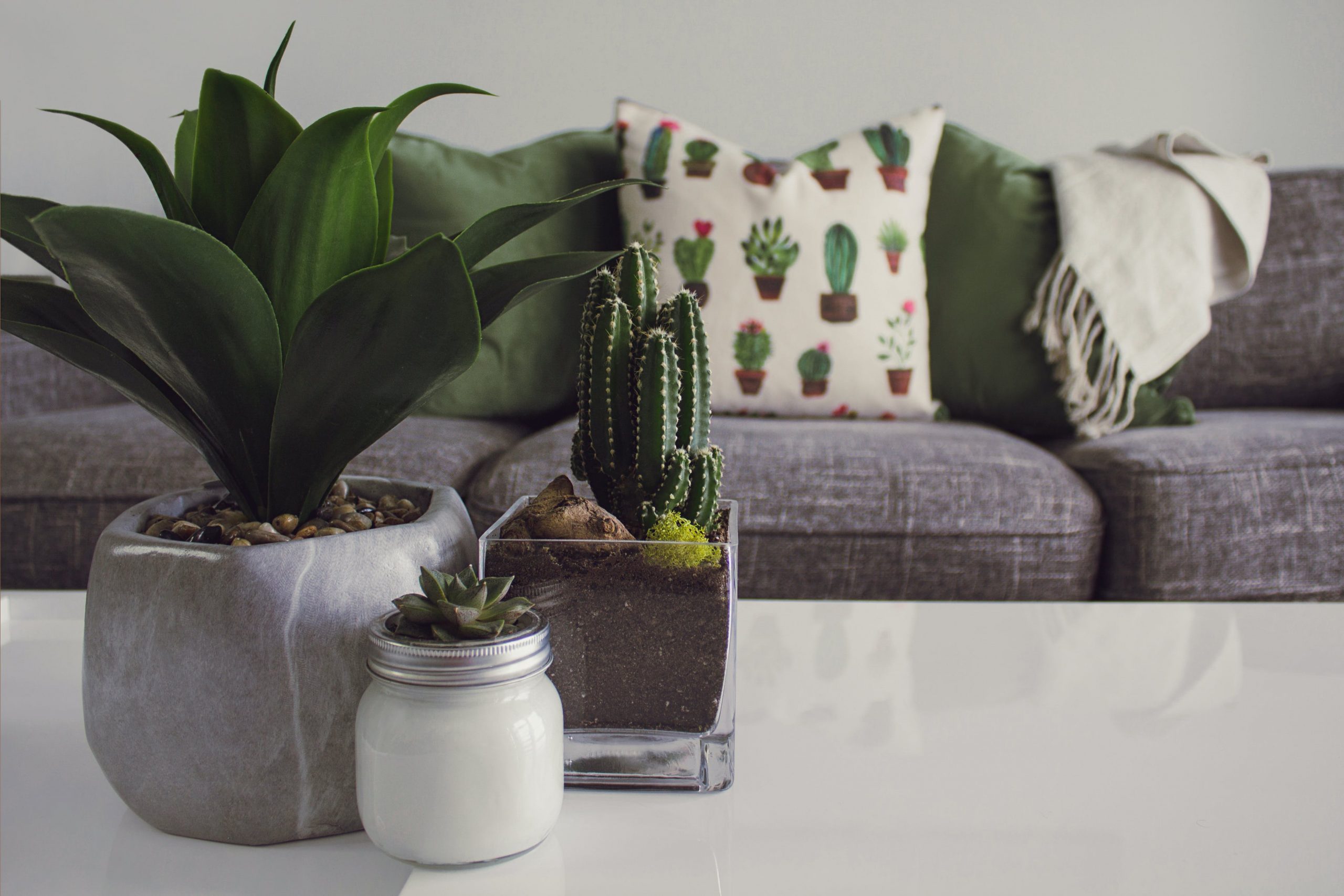 Aloe plants on coffee table