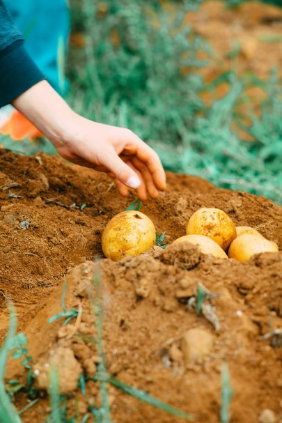 potatoes in soil