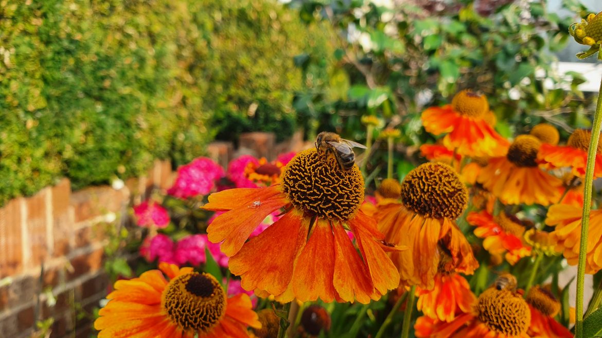 Here’s why wasps are beneficial to your garden