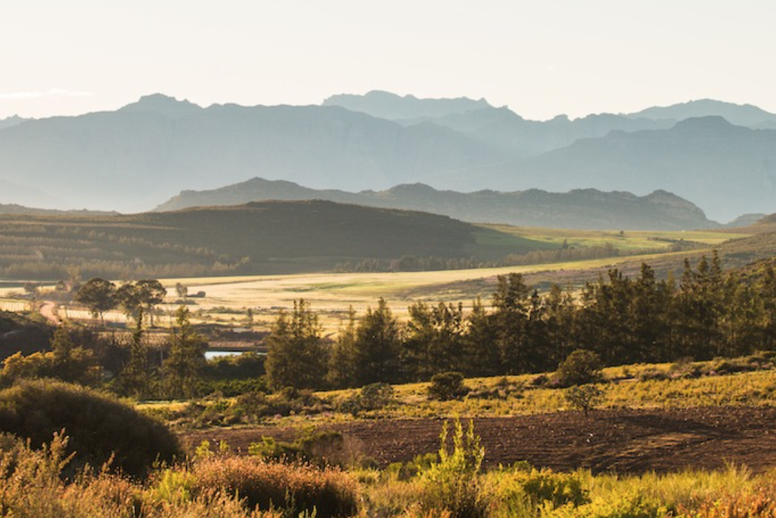 Top tier tea tours along the Western Cape’s ‘Rooibos Route’