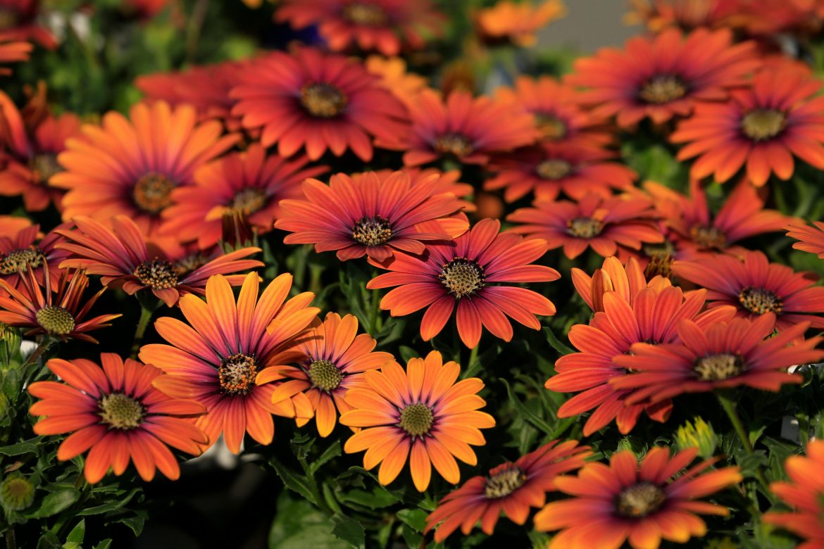 Everything you need to know about growing African daisies