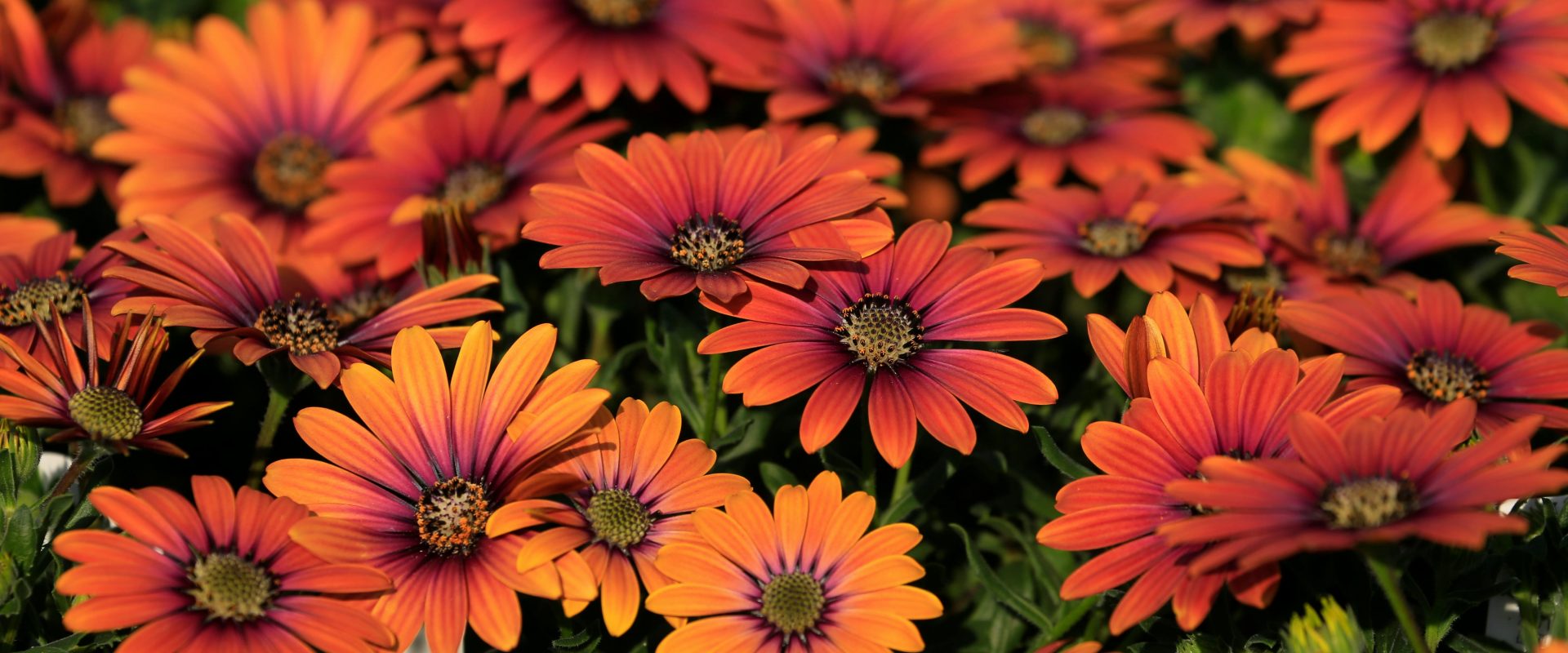 african daisies