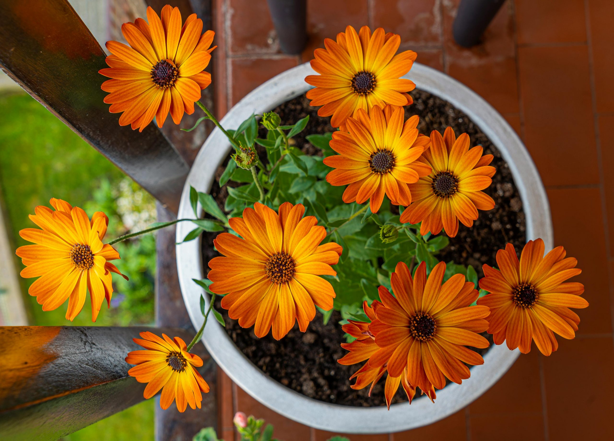 african daisies