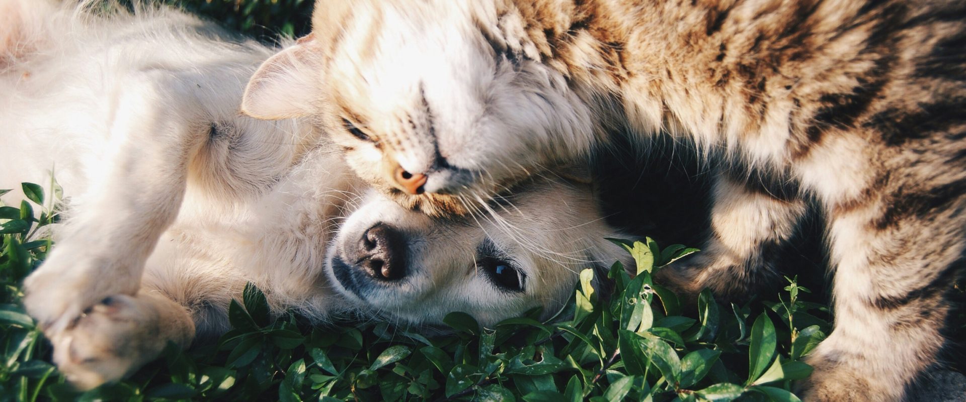 Keep pets cool during a heatwave