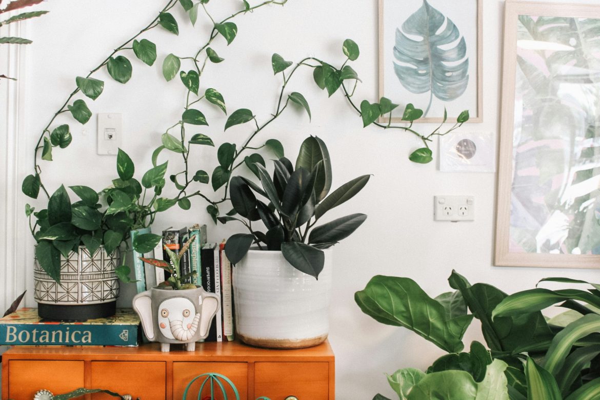 4 Lowlight plants for your home or office