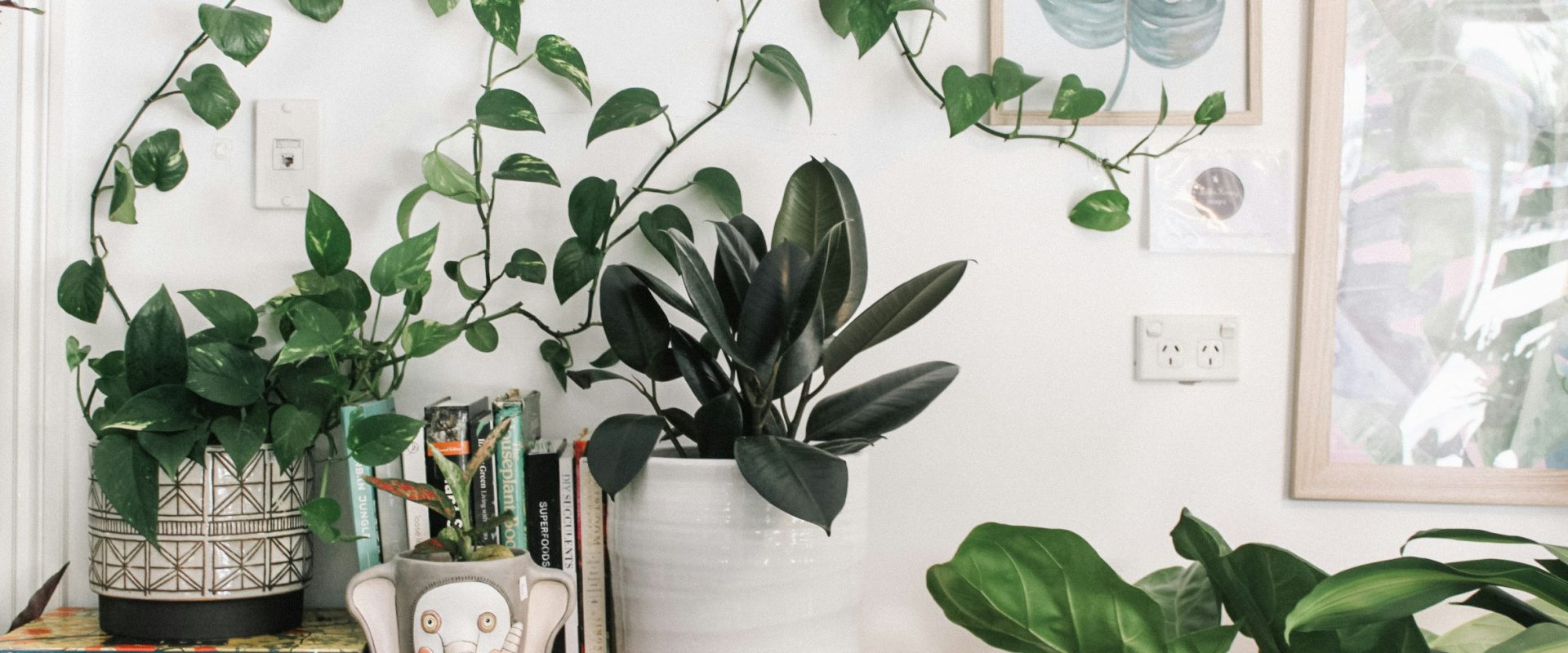 4 Lowlight plants for your home or office