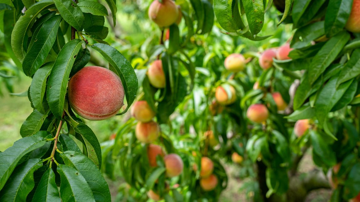 Easy-to-grow fruit trees for every garden