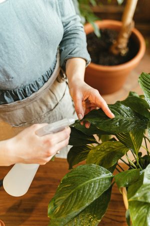 Mouldy houseplants? Here’s how to fix it