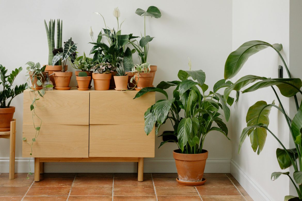 Mouldy houseplants? Here’s how to fix it