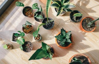Mouldy houseplants? Here’s how to fix it 