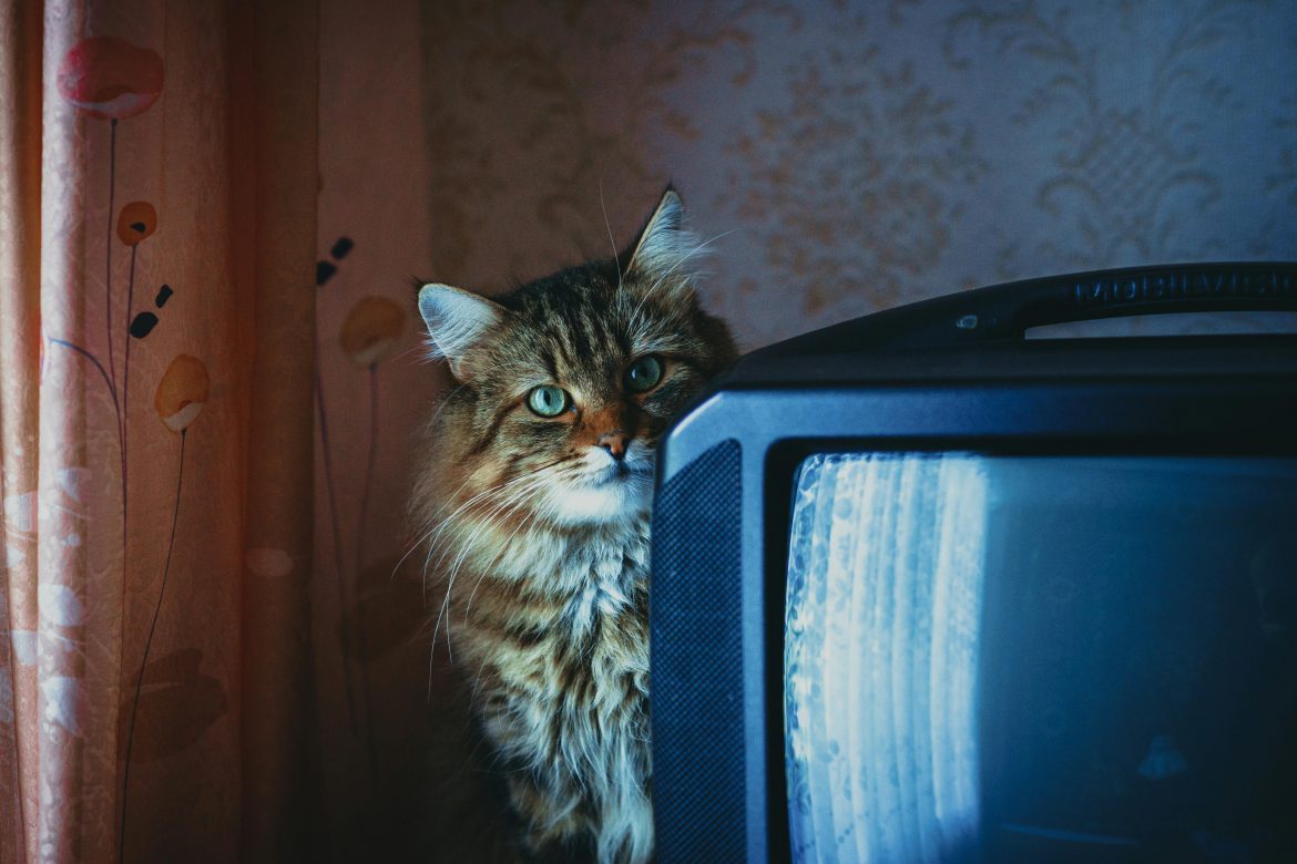 Should your pets watch TV?