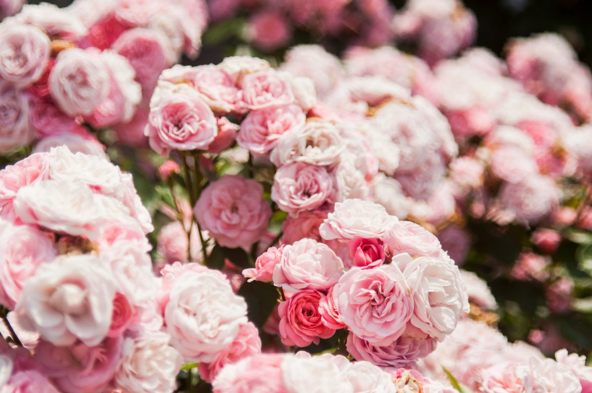 Here’s everything you need to know about pruning roses