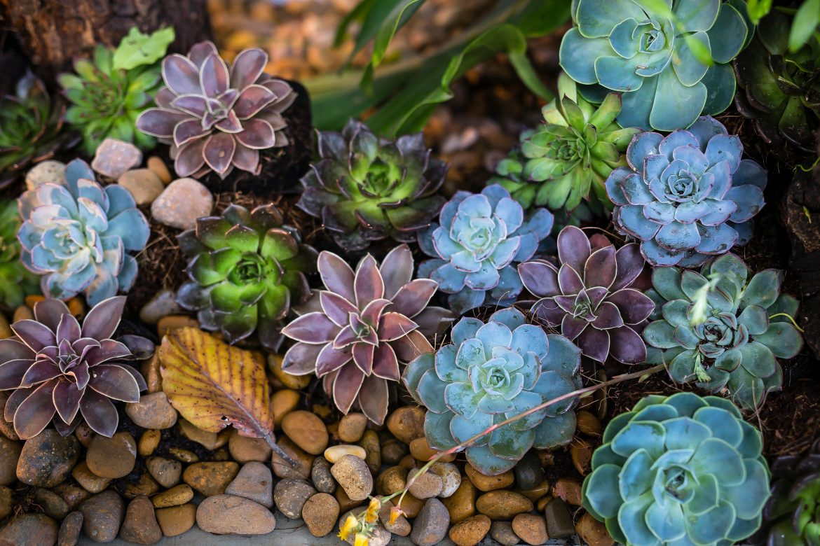 Bring your succulents back to life with these tips