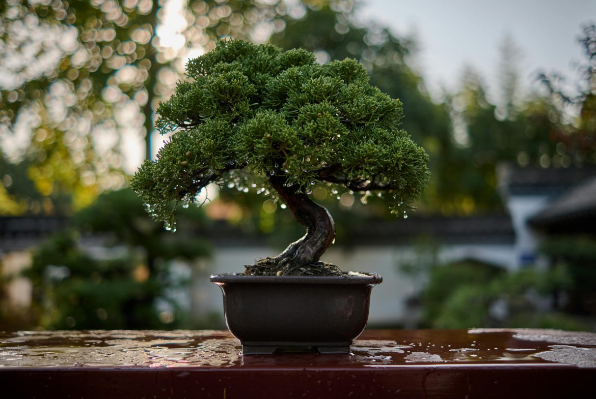 5 tips to grow a flourishing Bonsai tree
