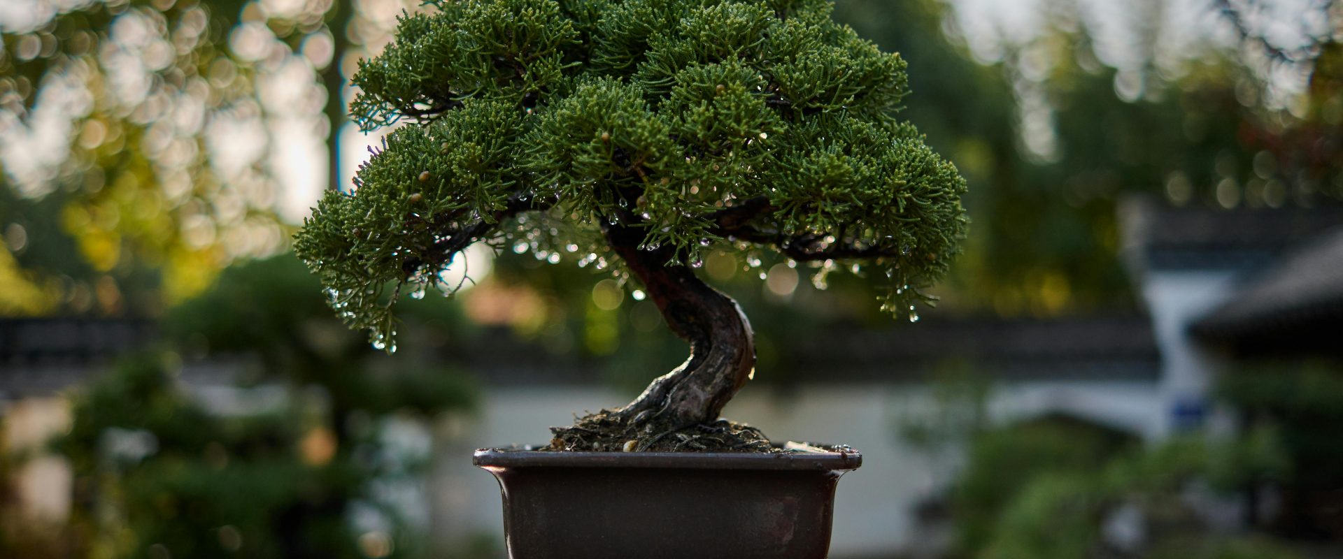 5 tips to grow a flourishing Bonsai tree