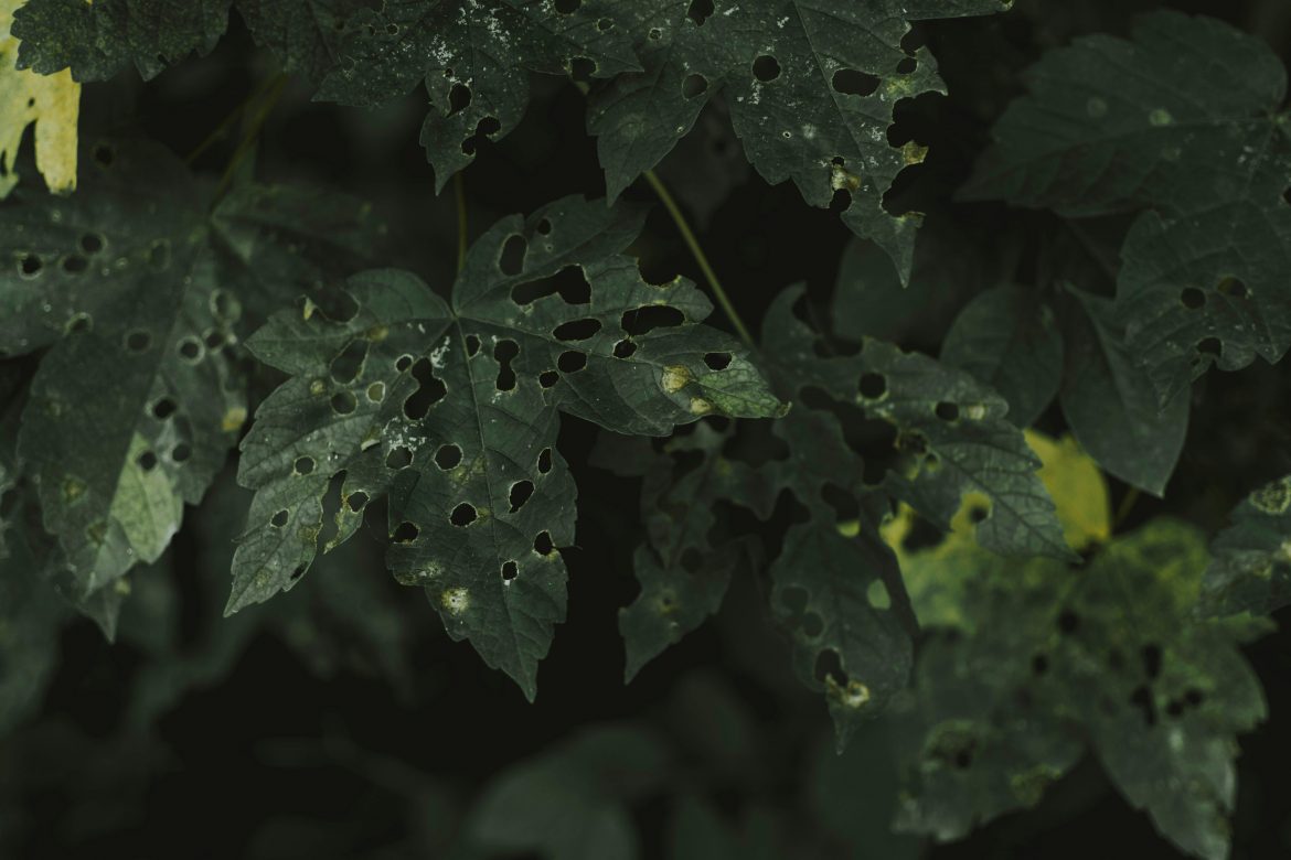 How to identify garden pests