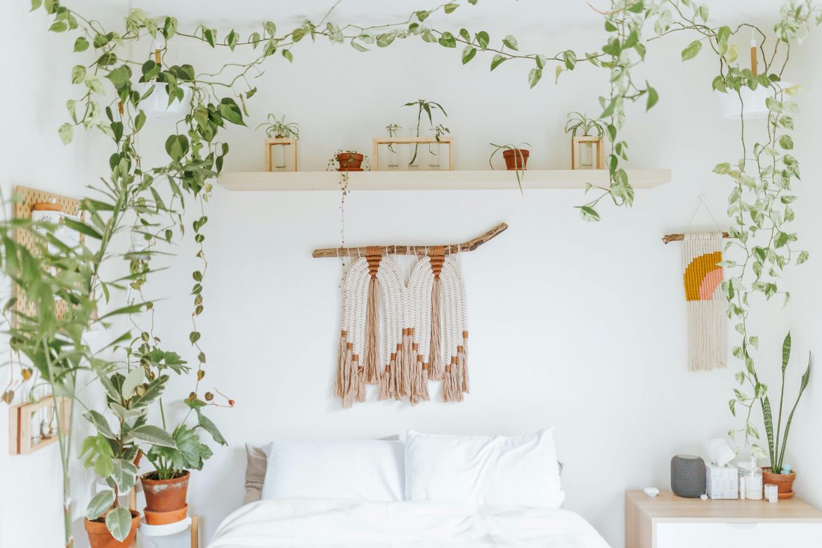 Explore indoor greenery with vines