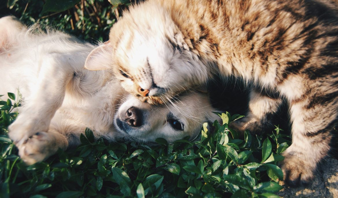 Over 3.4 million homeless dogs and cats in SA, animal organisations urge more adoptions