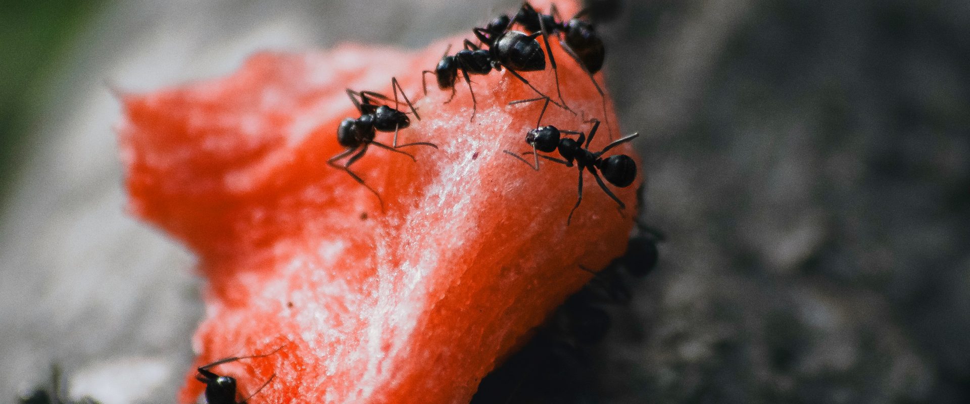 Kitchen staples to repel common pests