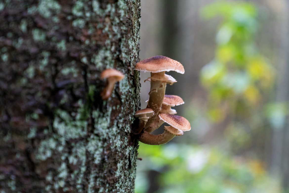 Why mushrooms growing on your trees may be a bad sign