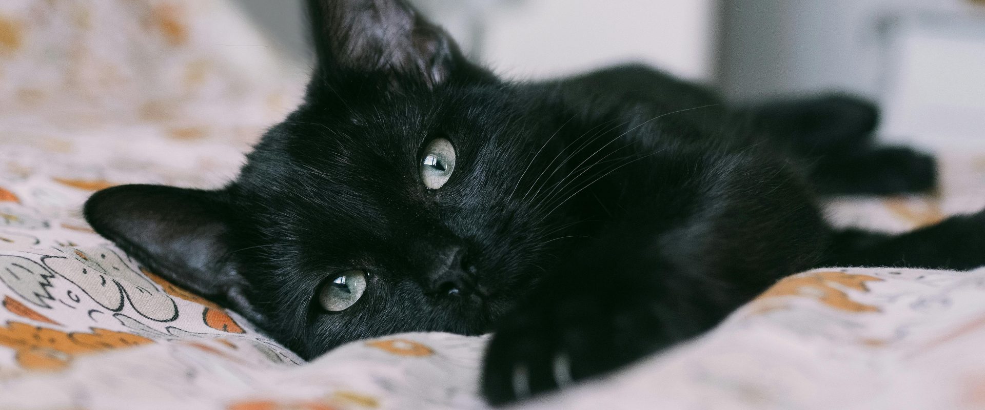 Winter survival tips for your pets
