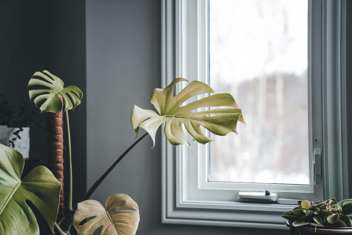 How houseplants can help you sleep better