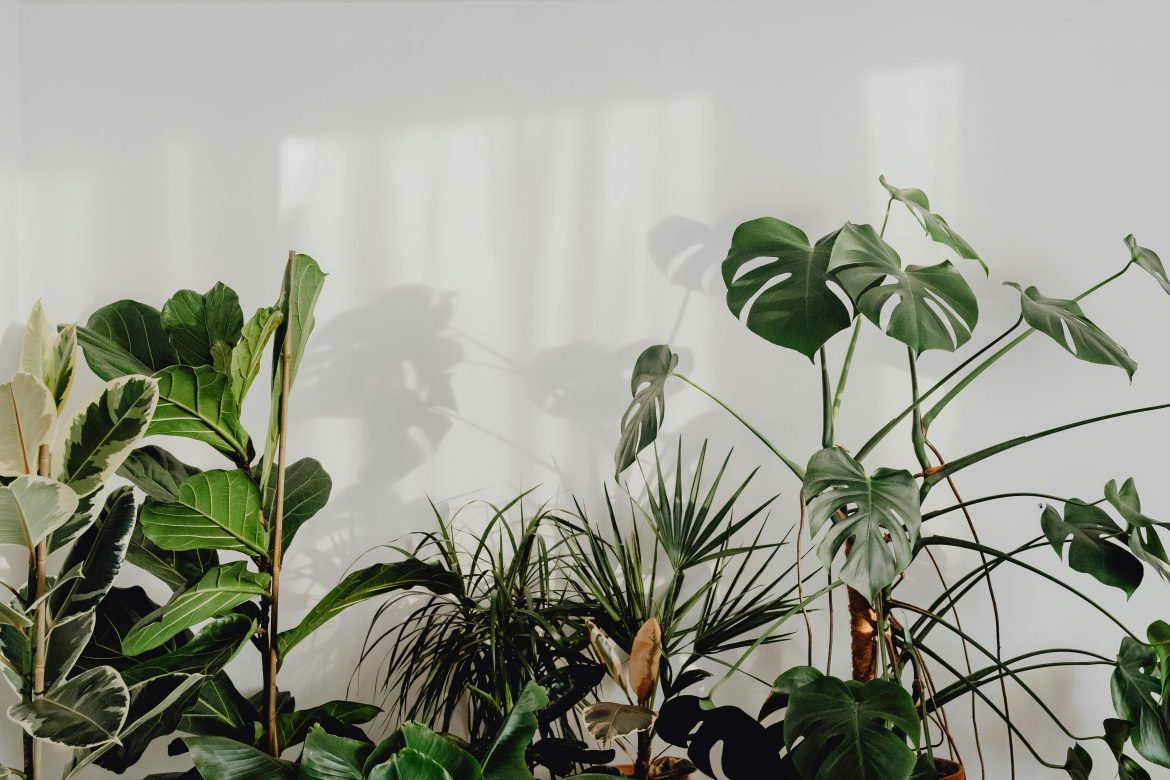 How to protect your house plants when moving