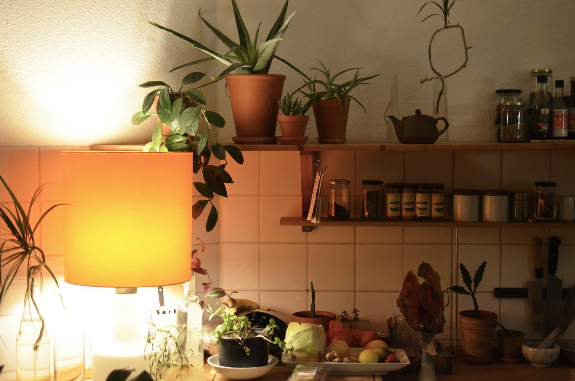 Warm up your space this Autumn with warm-toned succulents
