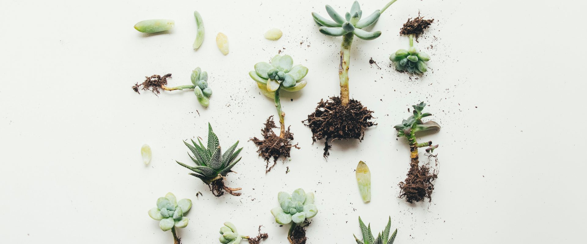 Top mini plants for small gardens
