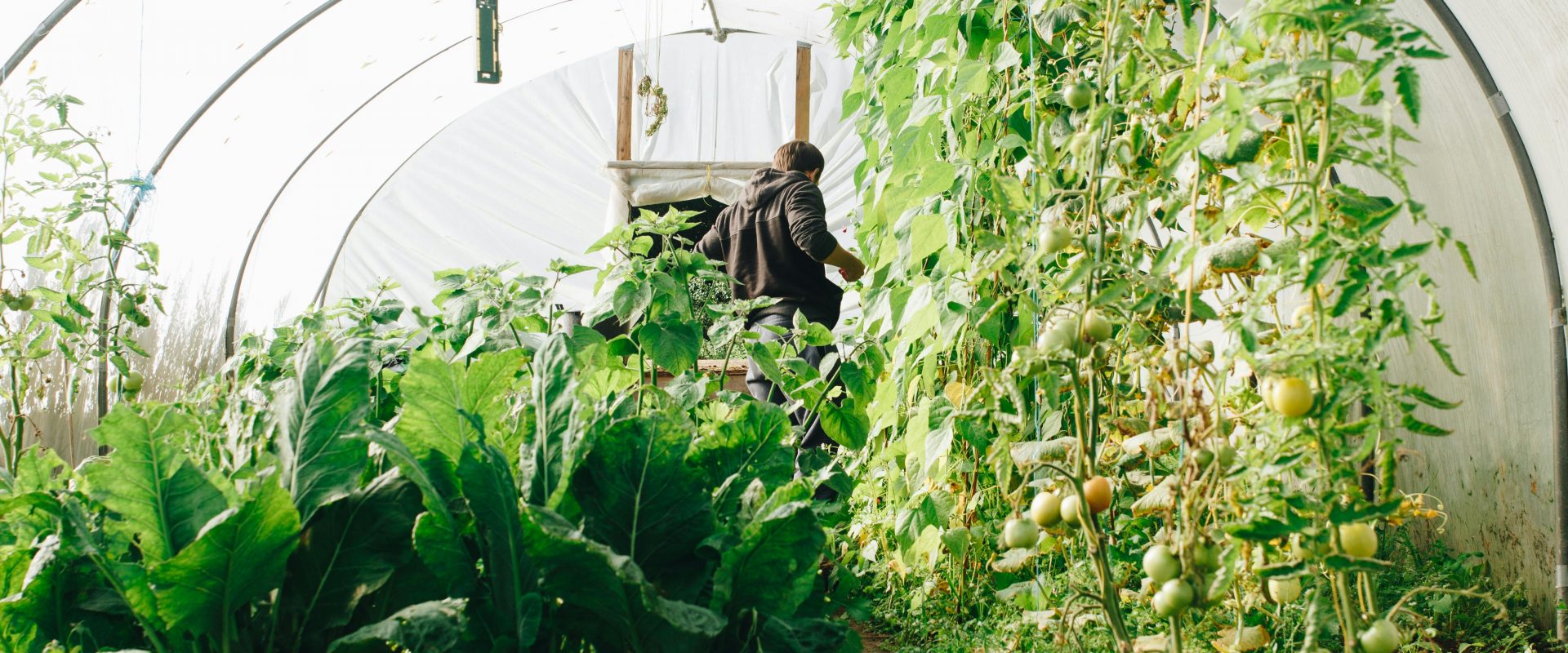 Discover which plants and vegetables go together with companion planting
