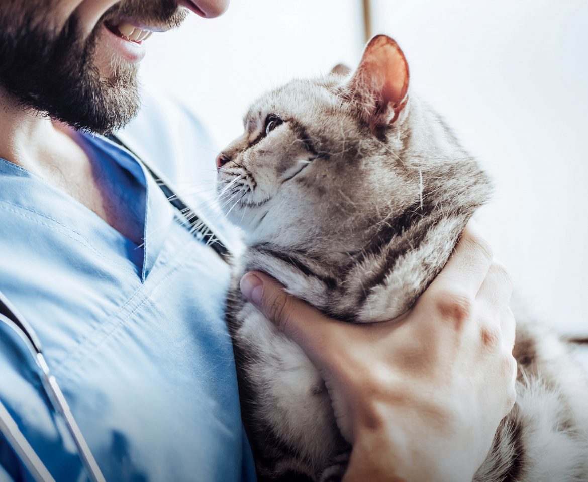 Are stiff joints affecting your pet this winter?