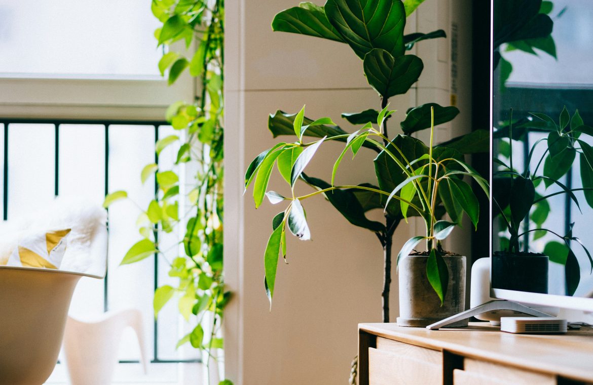 Big leaf plants to make a statement in your home