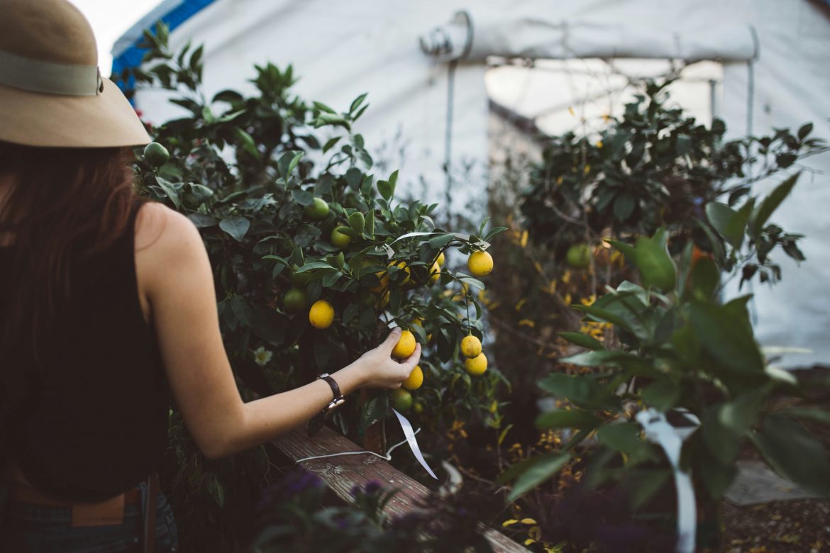 Pick farm fresh fare at at Boschendal’s Citrus Festival Market