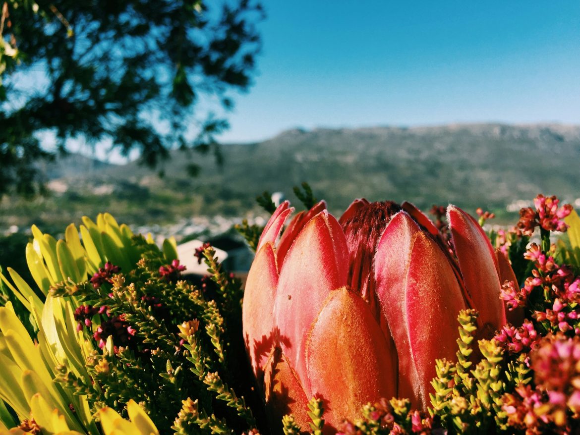 Understanding the Cape’s fynbos in Winter