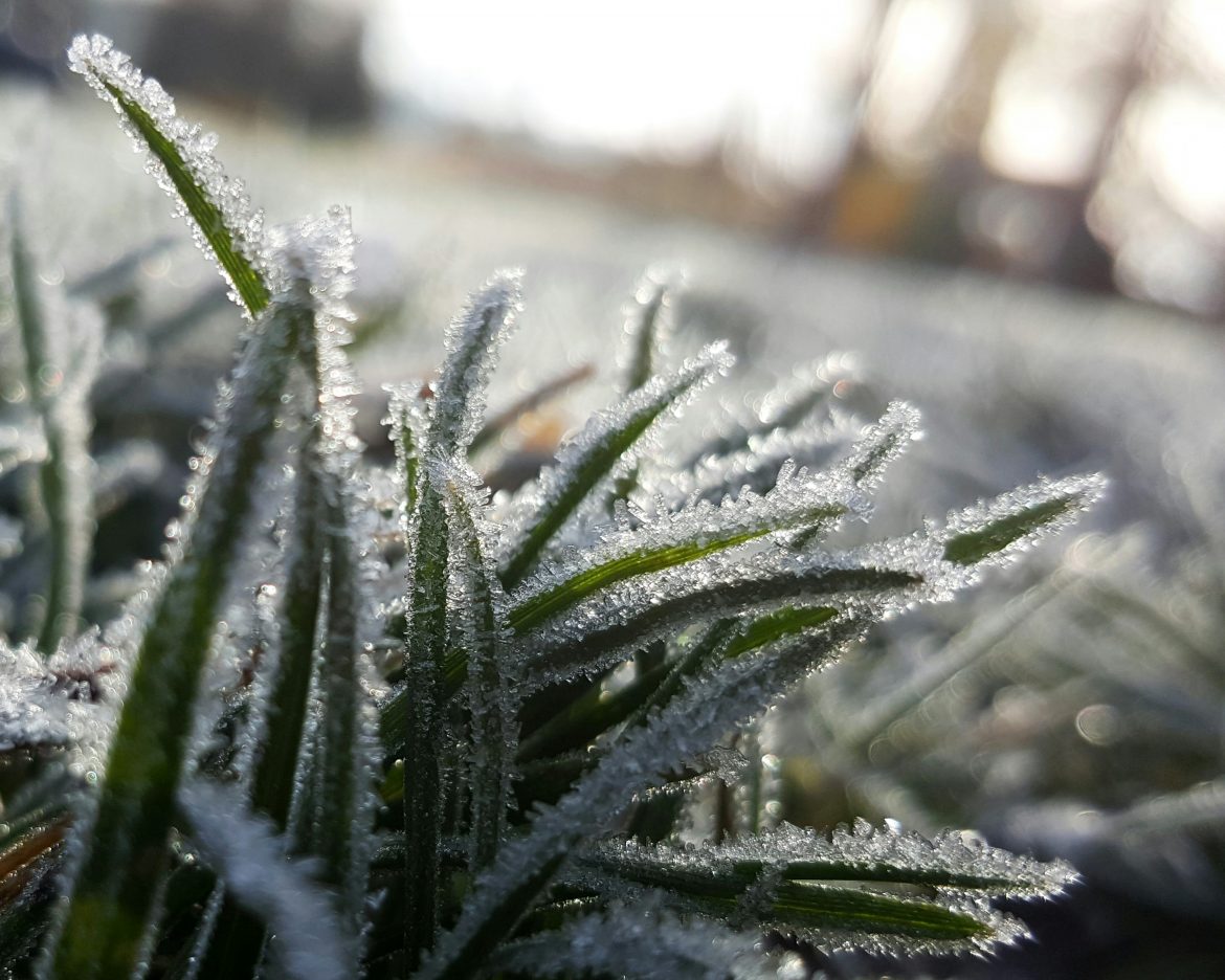 How to protect your lawn in winter