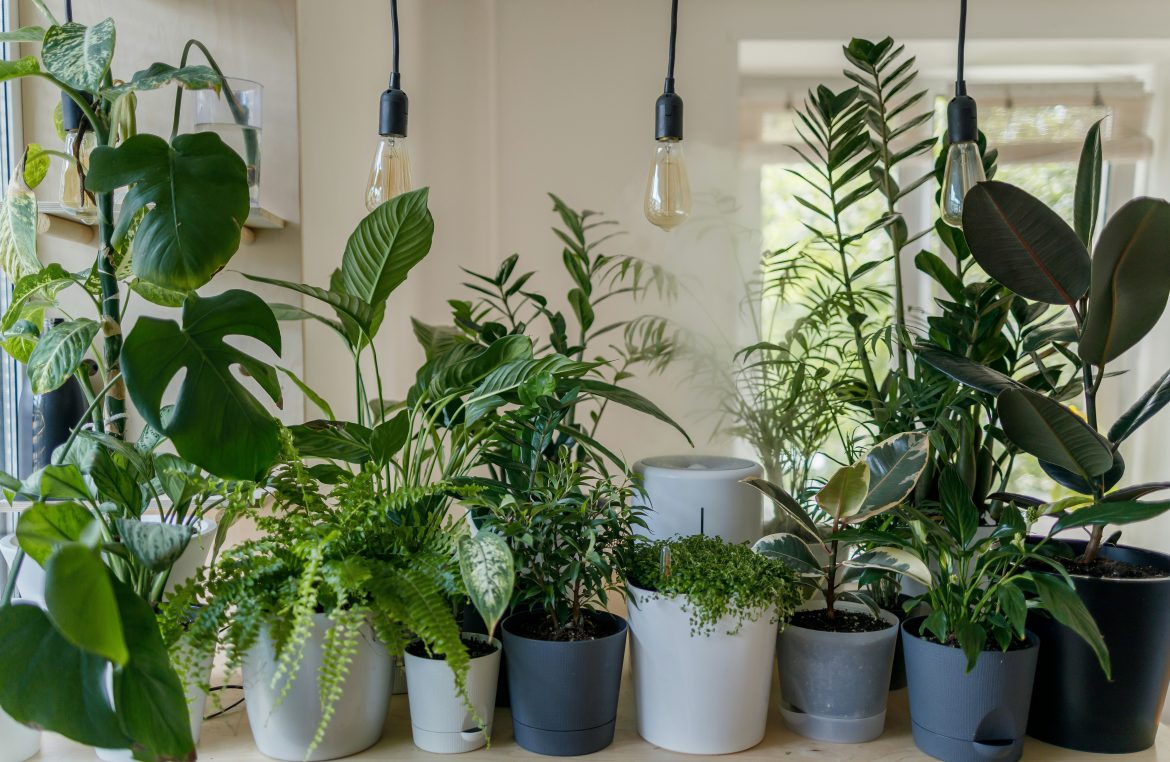 Low-maintenance houseplants you haven’t thought of