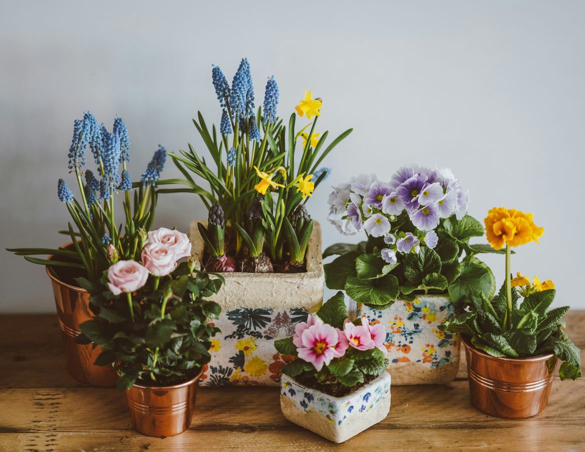 Indoor gardening: the benefits of planting in pots and containers
