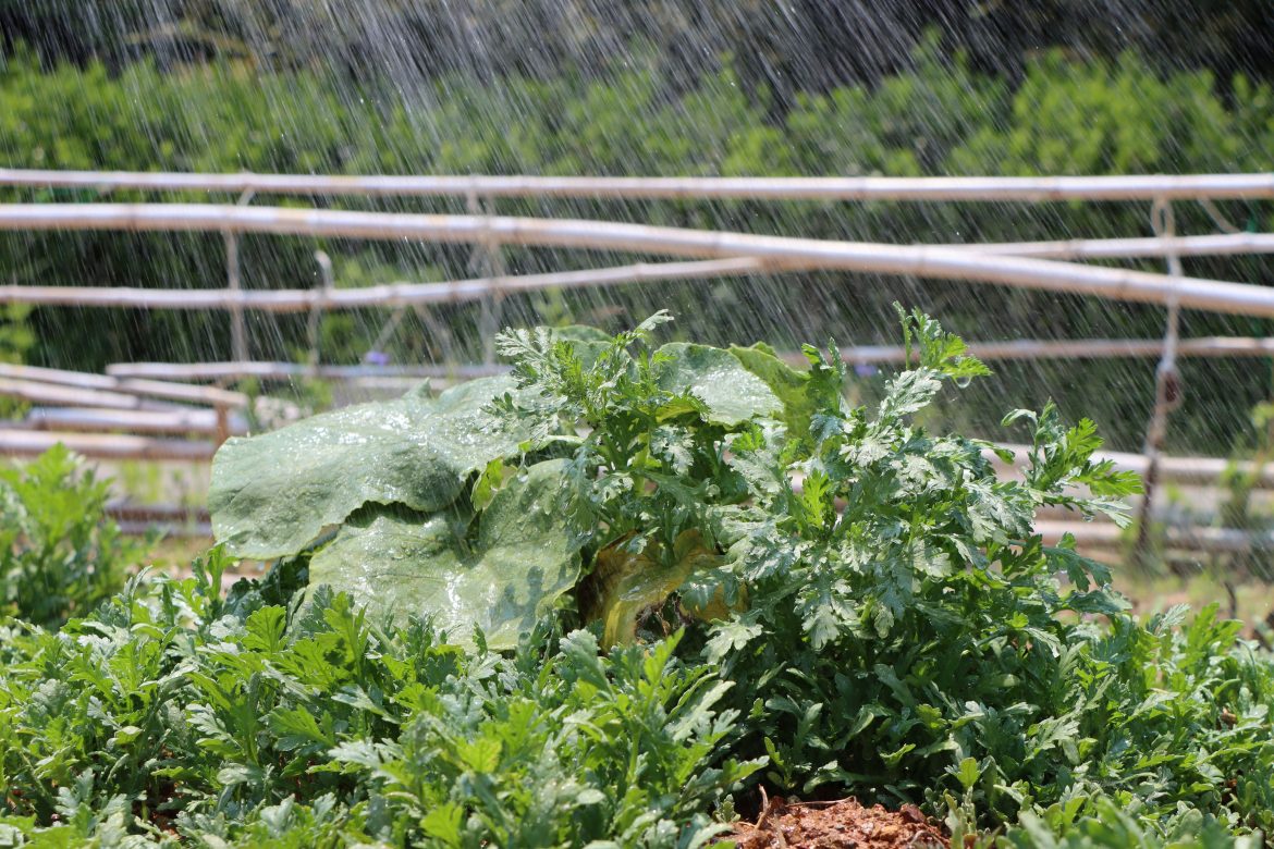 7 Water-loving veggies to grow just in time for Winter