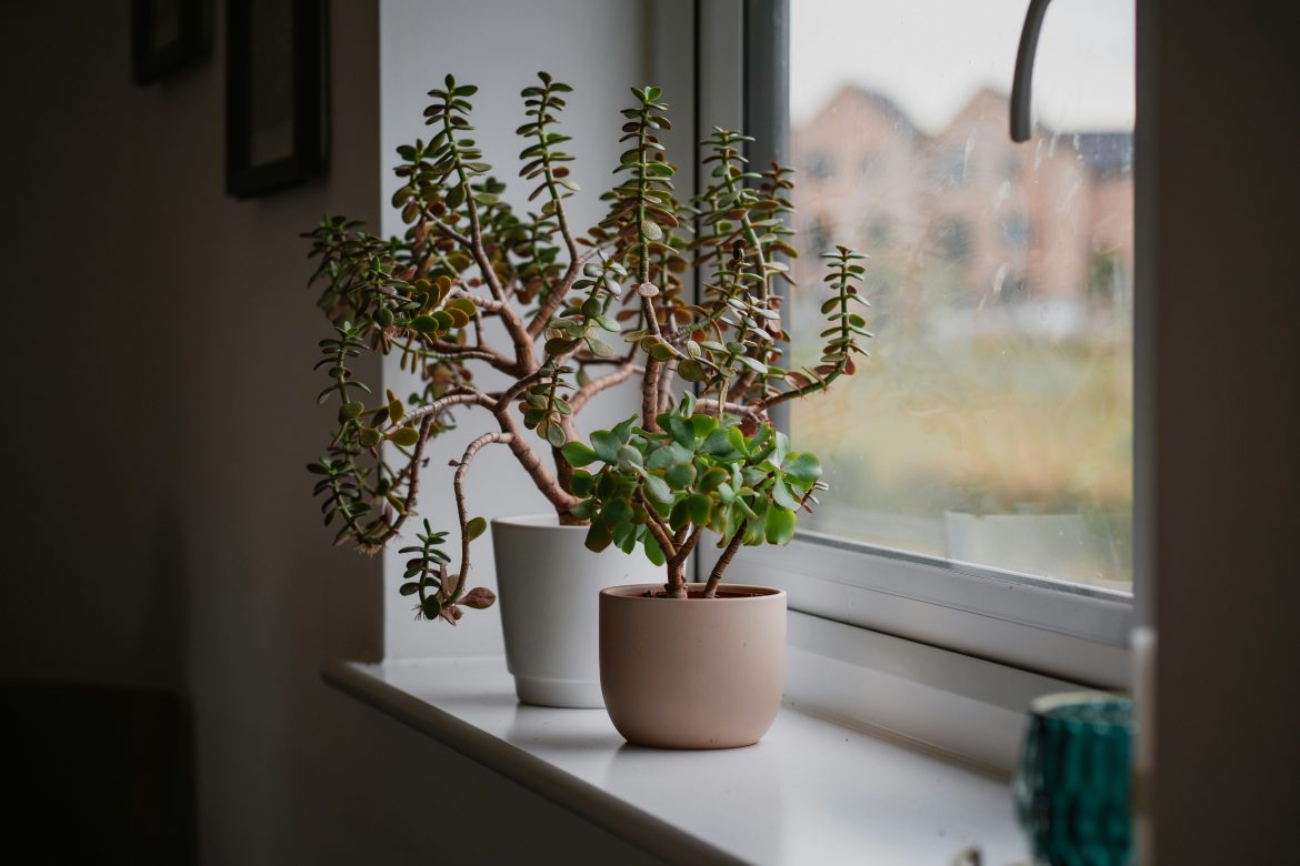 Top 10 plants that will thrive on your windowsill