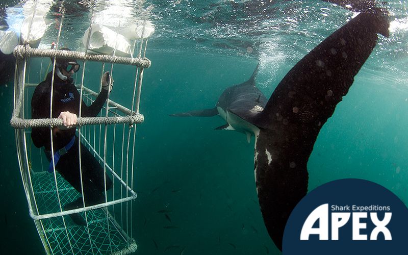 Adrenaline and awe: What to expect from a shark diving trip in Gansbaai