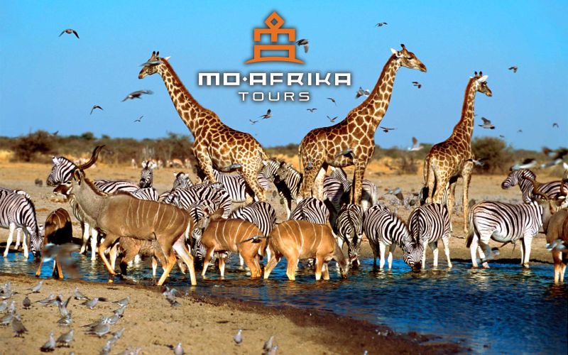 From dreams to reality – making your safari bucket list come true at Madikwe Game Reserve