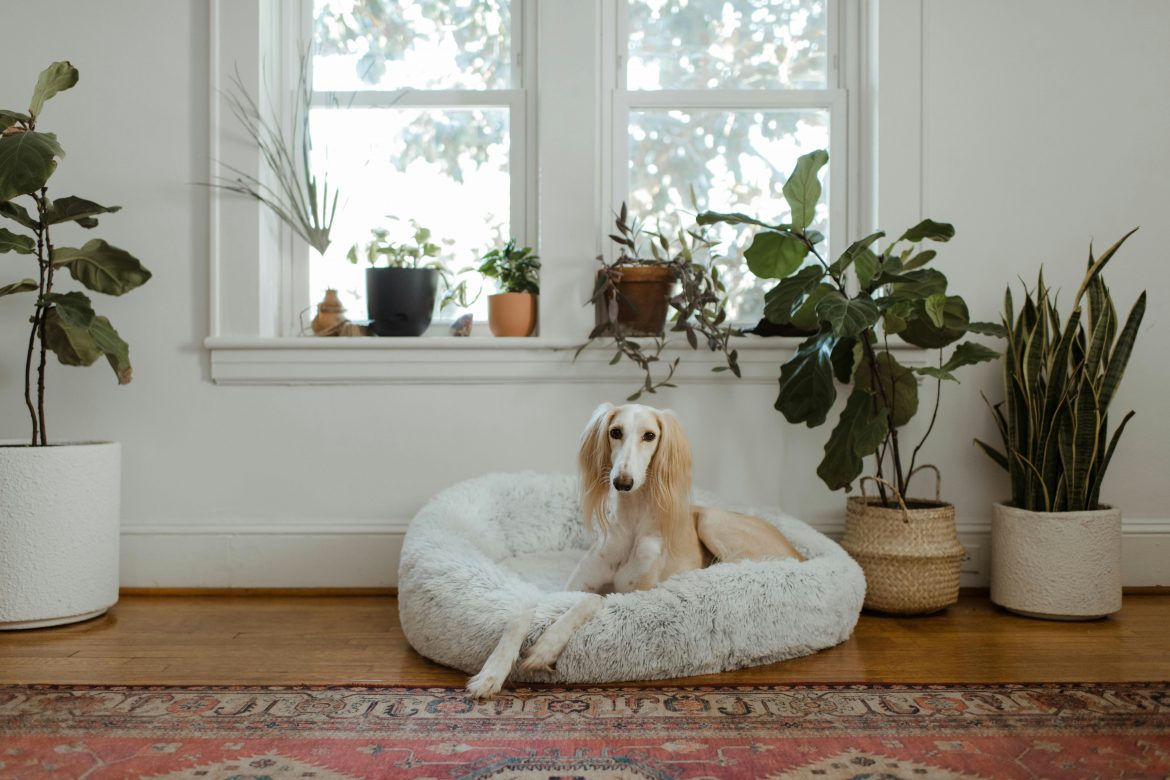 Understanding your pets and your home’s colour palette
