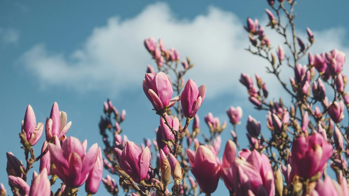 Last minute bulbs to plant to get your garden Spring ready