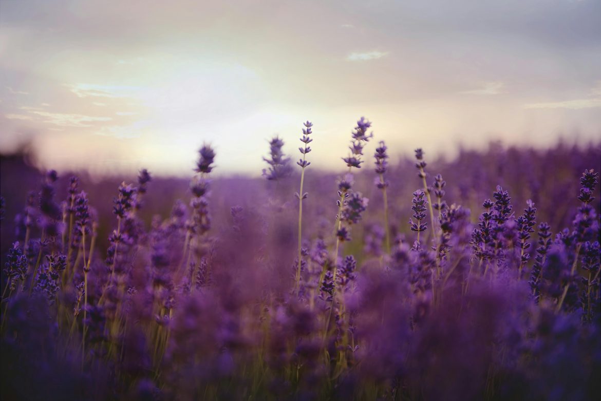 Why pruning lavender is important and how to do it