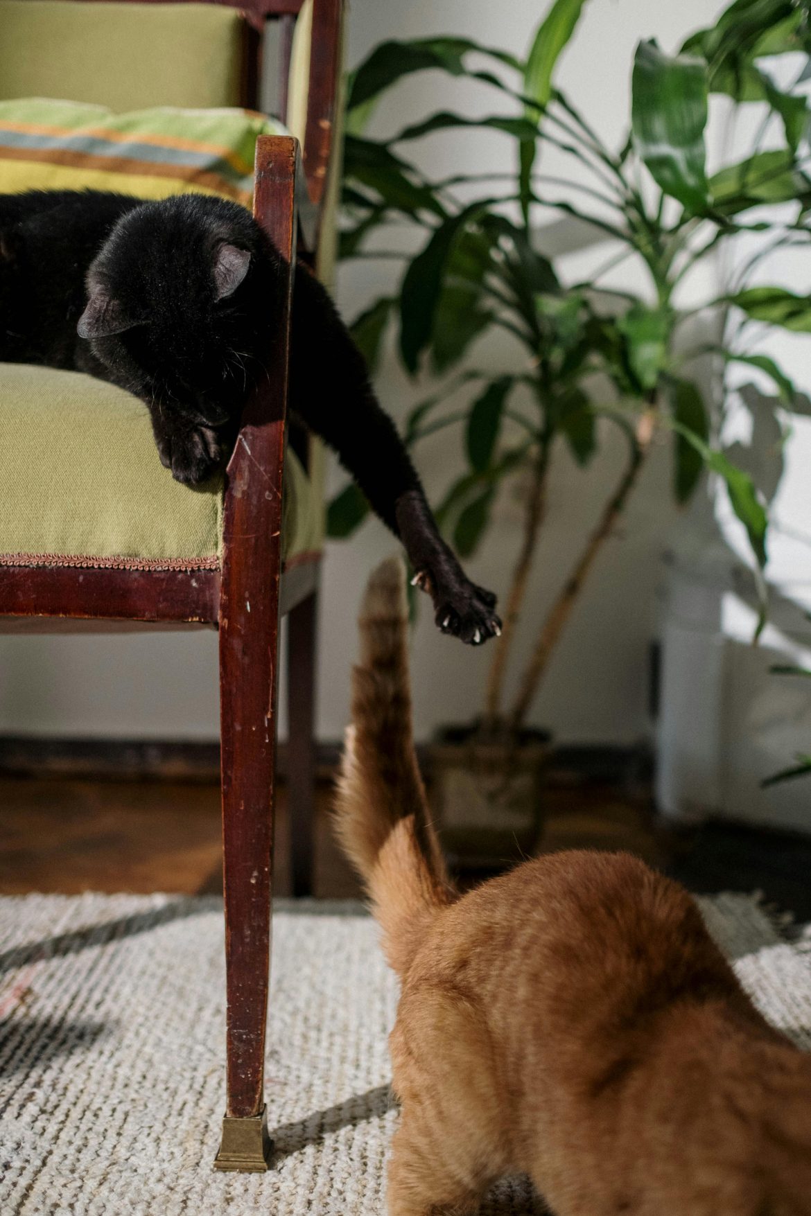 How to cat-proof your home