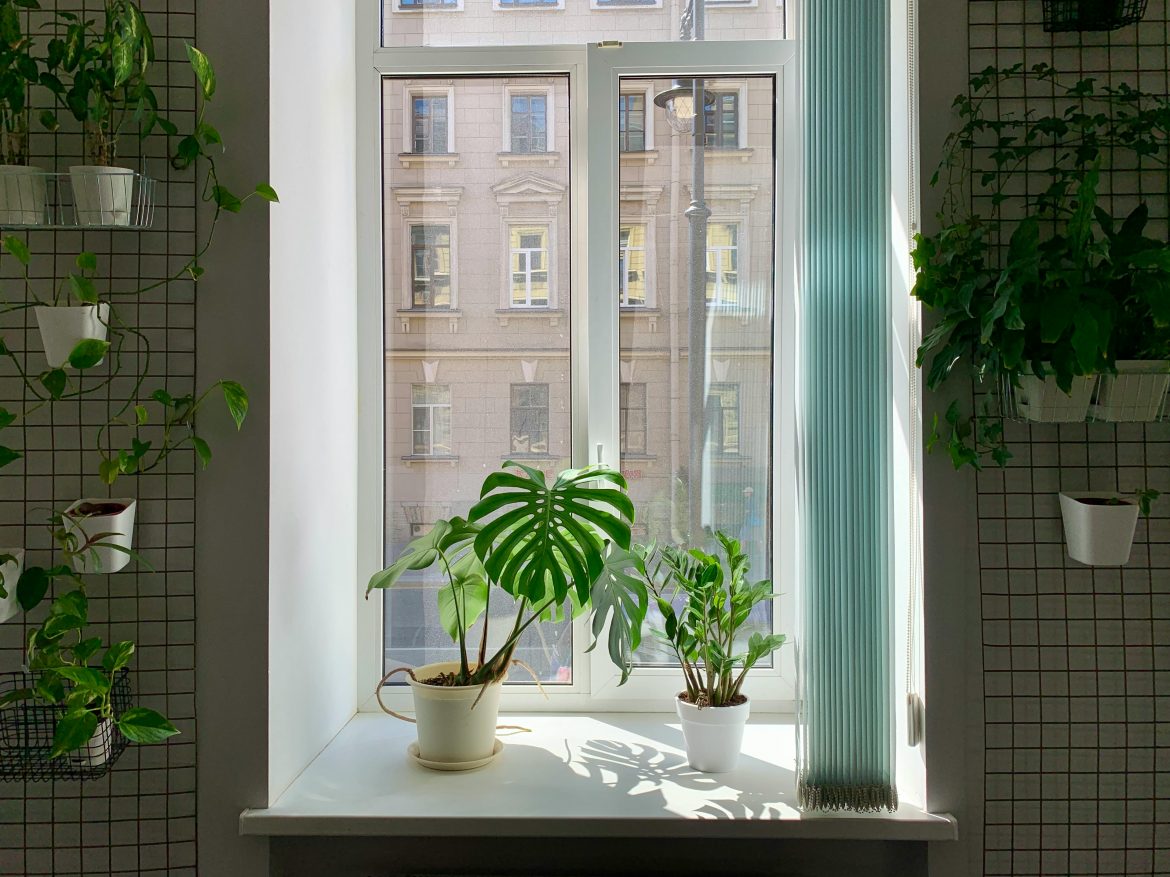 Decorate your windowsill with these 6 plants