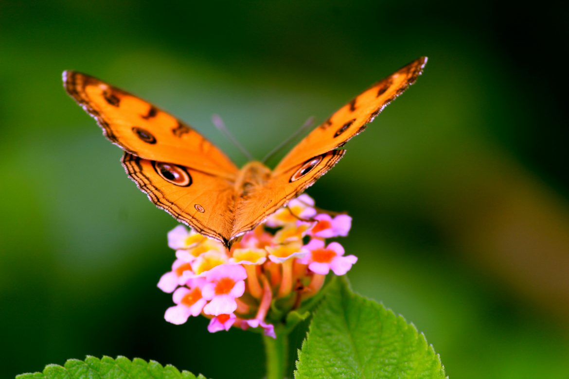 How to attract butterflies to your garden