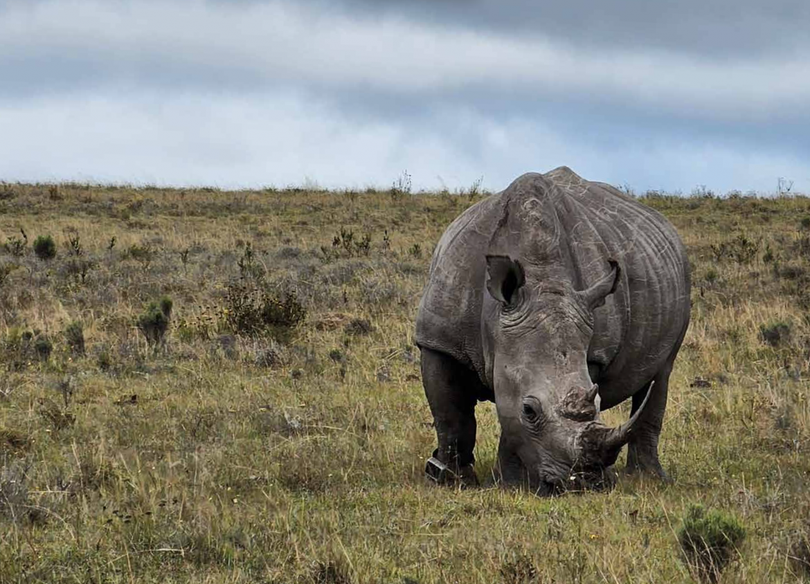 Not even the rain could dampen the beauty of a visit to Lalibela Game Reserve