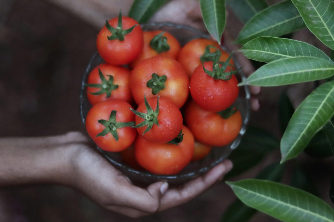 What to do when you have too many tomatoes