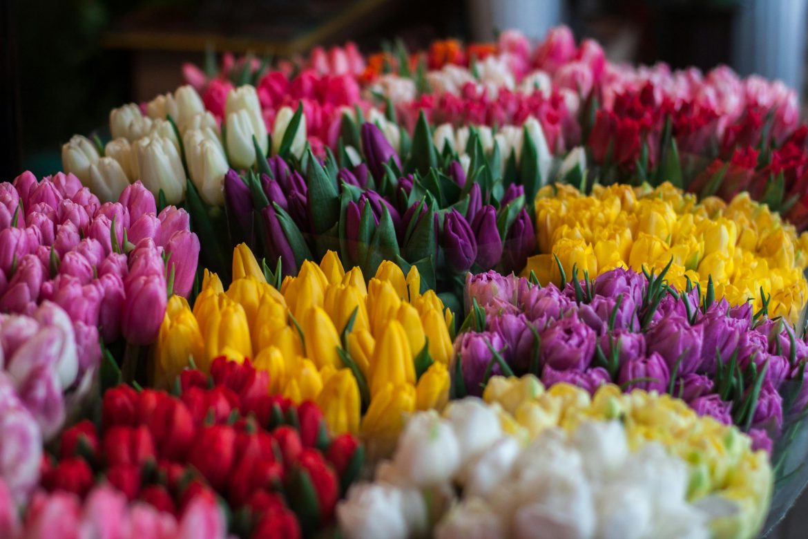 SA’s most popular Spring flowers